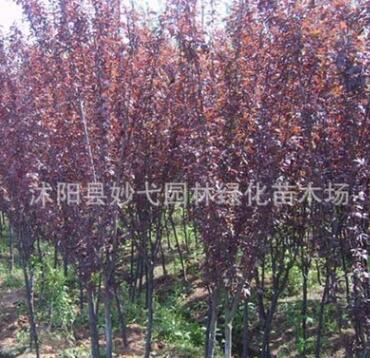 苗圃直銷 紅、紫葉李小苗 工程綠化苗 規(guī)格齊全 實(shí)地看貨