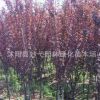 苗圃直銷 紅、紫葉李小苗 工程綠化苗 規格齊全 實地看貨