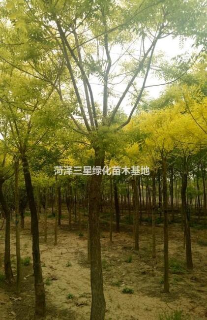 7公分金枝槐價格，10公分金枝槐價格