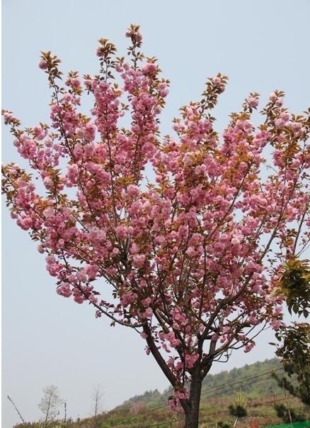 櫻花行情報價\供應 地徑6—10公分cm