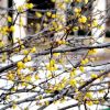 臘梅市場價 臘梅價格 臘梅圖片 臘梅種植基地 江蘇臘梅