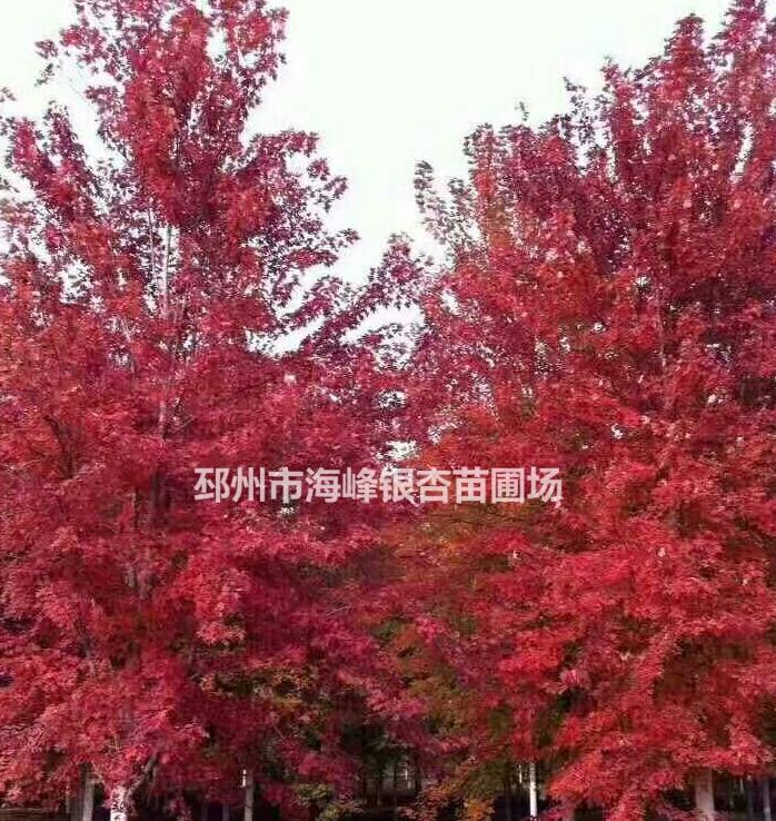 大規(guī)格美國紅楓價格 美國紅楓