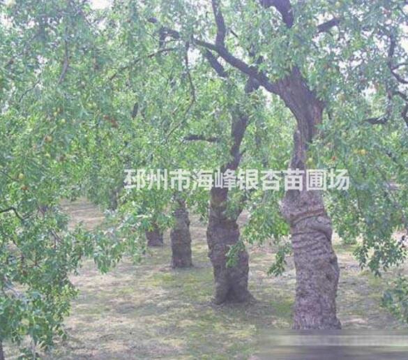 原生法桐價格 法桐 原生法桐
