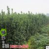 批發工程綠化苗木黃楊苗 北海道黃楊小苗四季常青綠化苗 規格齊全