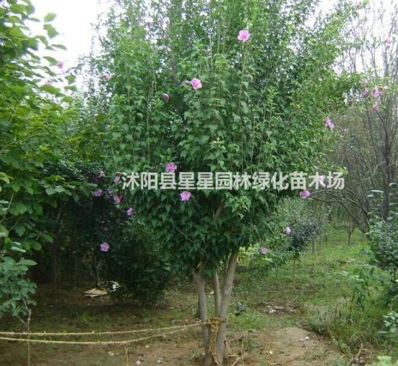 木槿最新價格，大小規(guī)格俱全。