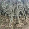 2-6公分木槿的批發價格及市場行情