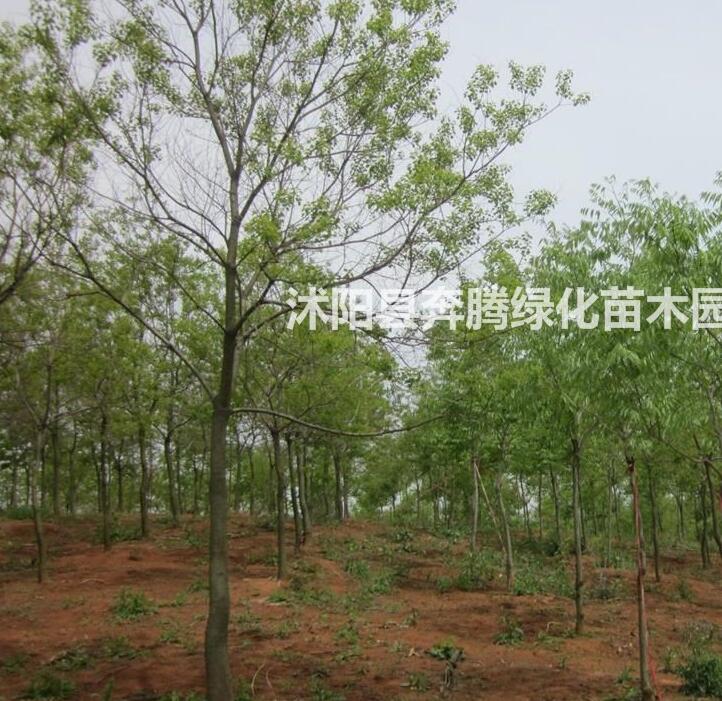 烏桕價(jià)格_烏桕圖片_烏桕產(chǎn)地_烏桕綠化苗木苗圃基地