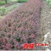 批發(fā)園林工程紅葉小檗小苗色塊綠化用紅葉小檗 庭院綠籬插桿苗
