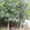 批發(fā)河南黃櫨樹(shù)苗/基地直銷/工程綠化苗木/園林造景/量大從優(yōu)