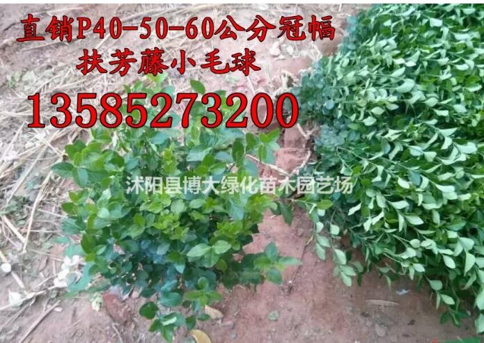 扶芳藤球價格P40-50-60公分冠幅扶芳藤小毛球價格扶芳藤