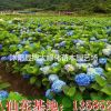 八仙花價格-繡球花價格圖片高度40-50公分八仙繡球花價格表