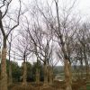 櫸樹1供應(yīng)/櫸樹1圖片