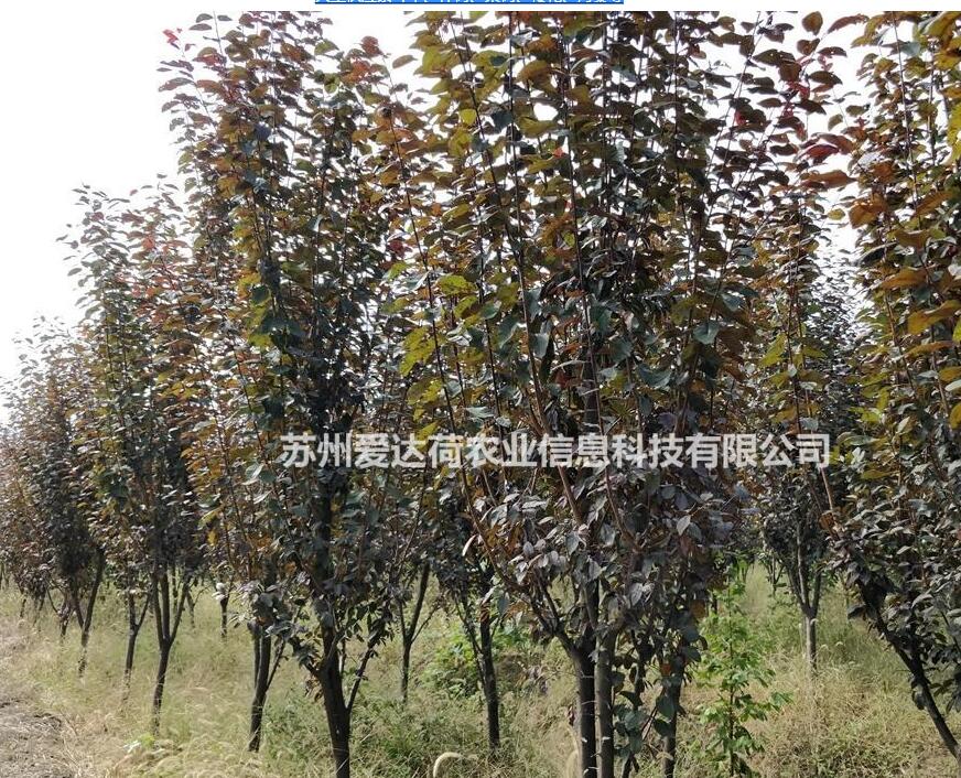 大量供應紫葉李、櫸樹、欒樹、櫻花、海棠等