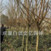 供應紫薇1-12公分