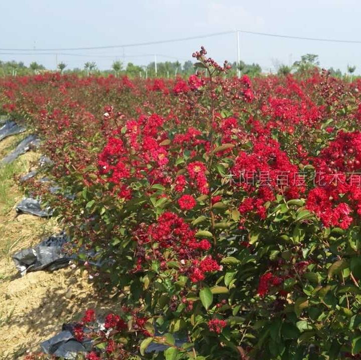 叢生紅火箭紫薇4最新價格/叢生紅火箭紫薇4報價
