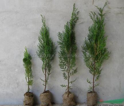 蜀檜、龍柏、鋪地柏、黑松、雪松、灑金柏、側柏等苗木