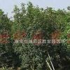 供應(yīng)小桂花價(jià)格、大桂花價(jià)格、桂花樹(shù)苗價(jià)格