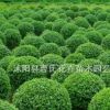 小葉女貞、南天竹、海桐、紅葉石楠、大小葉黃楊