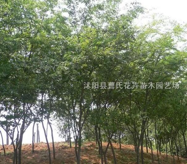 供應(yīng)1-10公分櫸樹(shù)、10-25公分櫸樹(shù)