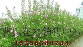 供應(yīng)H100-200木槿、3-6公分獨(dú)桿木槿