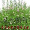 供應(yīng)H100-200木槿、3-6公分獨(dú)桿木槿
