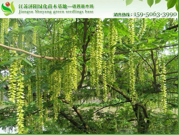 14公分鳳楊樹