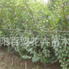 廠家直銷嫁接核桃樹苗 8518麻核桃 9818核桃 當年結果 包郵