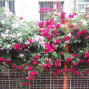 供應三年苗多花薔薇花苗 薔薇包郵 爬藤薔薇薔薇科薔薇苗盆栽花卉