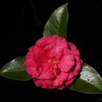 云南花農登錄3個茶花新品種
