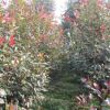獨(dú)桿紅葉石楠
