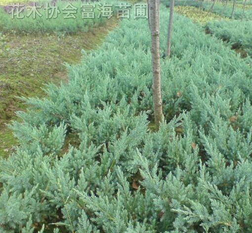 地柏，地柏小苗，鋪地柏，爬地柏，沙地柏