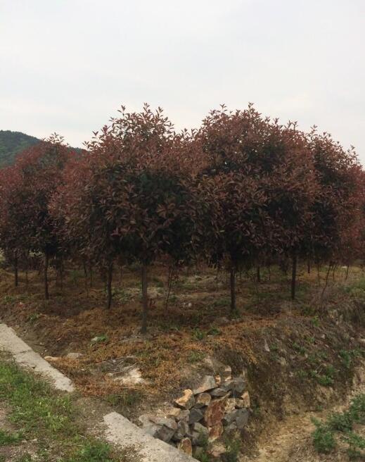 紅葉石楠