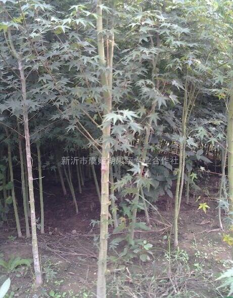 雞爪槭，江蘇雞爪槭，雞爪槭價格，雞爪槭供應(yīng)，雞爪槭圖片