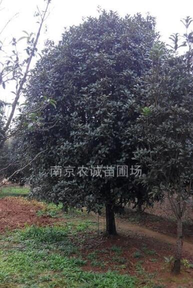 桂花球價(jià)格，精品桂花球價(jià)格，3米桂花球價(jià)格