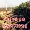 15公分香樟價(jià)格 2015香樟樹價(jià)格表