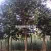 廣玉蘭價格/ 南京祥瑞苗圃廣玉蘭出售