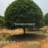 哪里桂花樹最便宜10-40公分多少錢