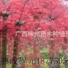 廣西桂林甲天下低價(jià)供應(yīng)紅楓8-25公分現(xiàn)場(chǎng)起苗