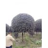 桂花樹