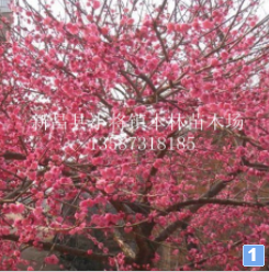 供應(yīng)各種規(guī)格花梅、紅梅