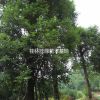 桂林地區(qū)提供30-40公分假值樟樹