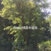 桂林地區(qū)供應(yīng)規(guī)格齊全國槐