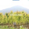 供應(yīng)各種規(guī)格青楓