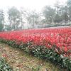 湖南紅楓，紅楓小苗，高桿嫁接紅楓，日本紅楓價格，美國紅楓價