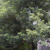 香樟行情報(bào)價(jià)\香樟圖片展示