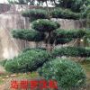 羅漢松，羅漢松價格，羅漢松供應，羅漢松圖片，湖南造型羅漢松
