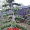 榆樹，造型榆樹價格，2014年榆樹價格，榆樹價格，造型榆樹