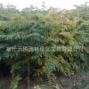 工程綠化苗木 欒樹苗 欒樹樹苗 規格全 北欒 黃山欒樹等