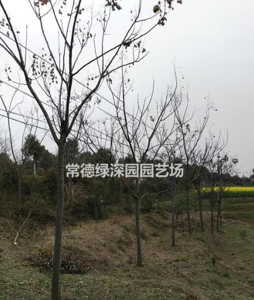 移栽欒樹(shù)