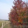 北美紅楓價格、美國紅楓小苗、湖南美國紅楓